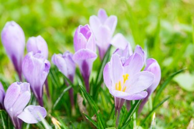 Grup mor Çiğdem (crocus sativus) seçmeli/yumuşak focu ile