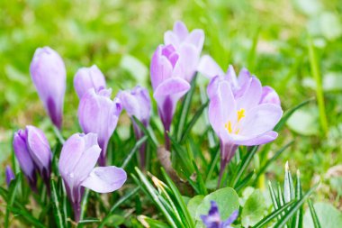 Grup mor Çiğdem (crocus sativus) seçmeli/yumuşak focu ile