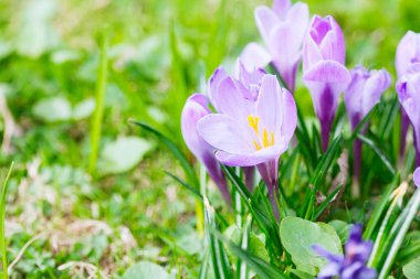 Grup mor Çiğdem (crocus sativus) seçmeli/yumuşak focu ile