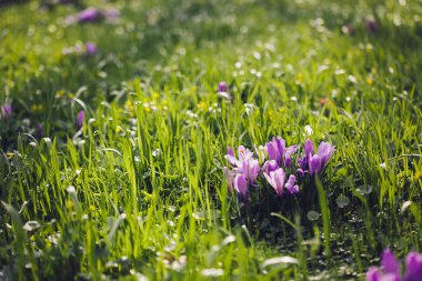 Grup mor Çiğdem (crocus sativus) seçmeli/yumuşak focu ile