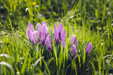 Grup mor Çiğdem (crocus sativus) seçmeli/yumuşak focu ile