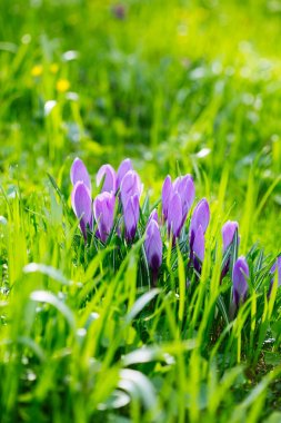 Grup mor Çiğdem (crocus sativus) seçmeli/yumuşak focu ile