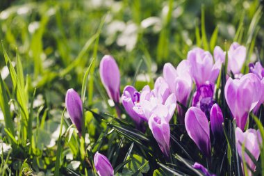 Grup mor Çiğdem (crocus sativus) seçmeli/yumuşak focu ile