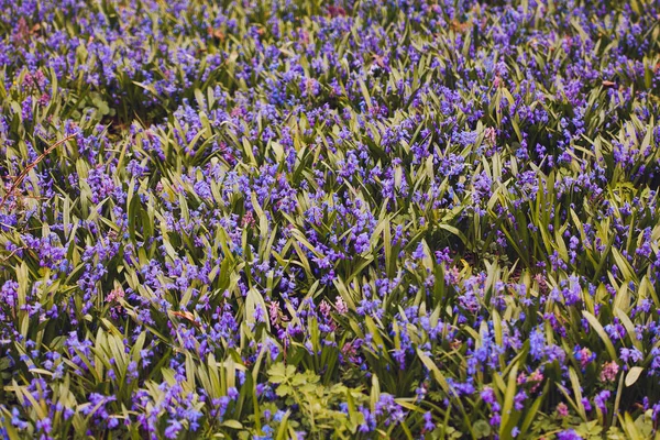Field of blue (Scilla sibirica)  spring flowers. — Stock Photo, Image