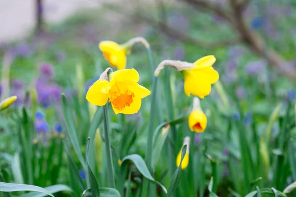 Precioso campo con narcisos de color amarillo brillante y blanco (Narciso ) — Foto de Stock