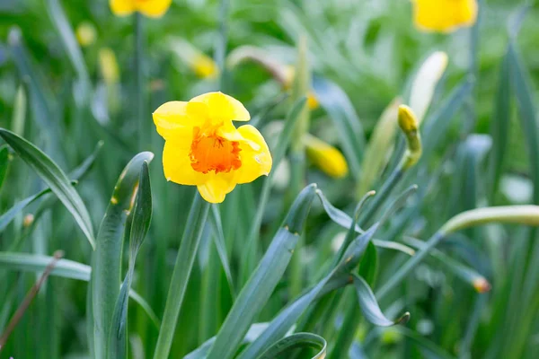 Mooie veld met heldere gele en witte narcissen (Narcissus) — Stockfoto