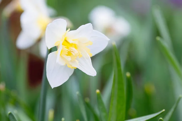 Прекрасное поле с ярко-желтыми и белыми нарциссами (Narcissus ) — стоковое фото