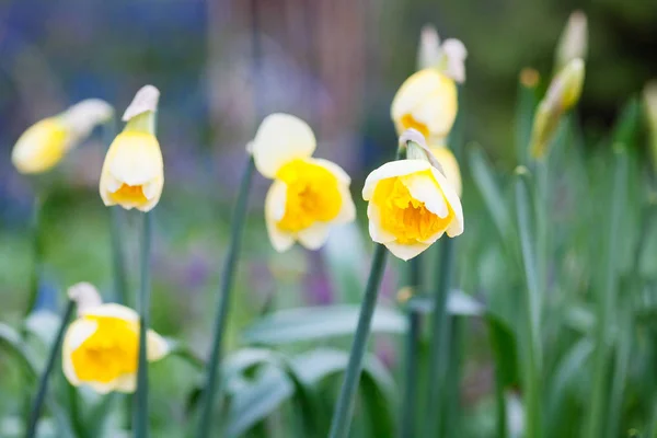 Прекрасное поле с ярко-желтыми и белыми нарциссами (Narcissus ) — стоковое фото