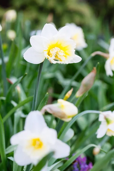 Mooie veld met heldere gele en witte narcissen (Narcissus) — Stockfoto