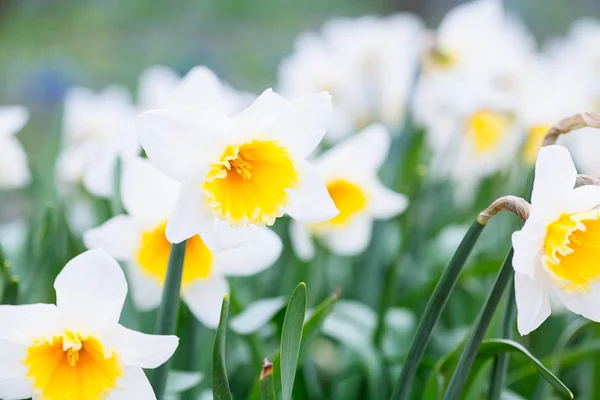 Precioso campo con narcisos de color amarillo brillante y blanco (Narciso ) — Foto de Stock