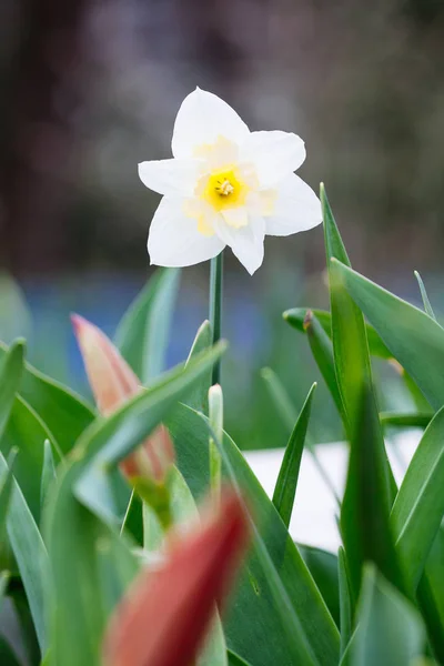 Precioso campo con narcisos de color amarillo brillante y blanco (Narciso ) —  Fotos de Stock