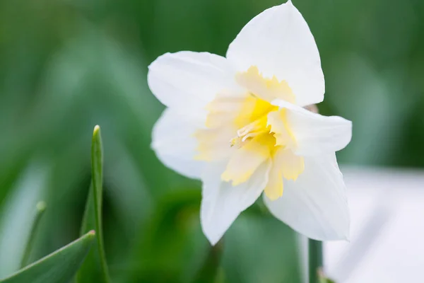 Precioso campo con narcisos de color amarillo brillante y blanco (Narciso ) — Foto de Stock