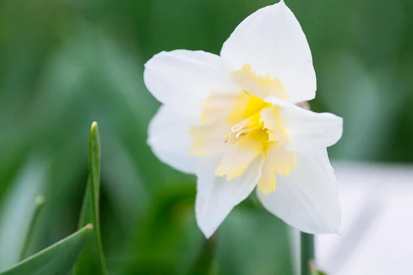 Прекрасное поле с ярко-желтыми и белыми нарциссами (Narcissus ) — стоковое фото