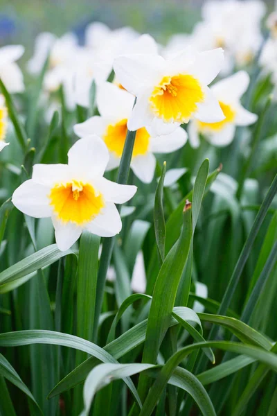 Mooie veld met heldere gele en witte narcissen (Narcissus) — Stockfoto