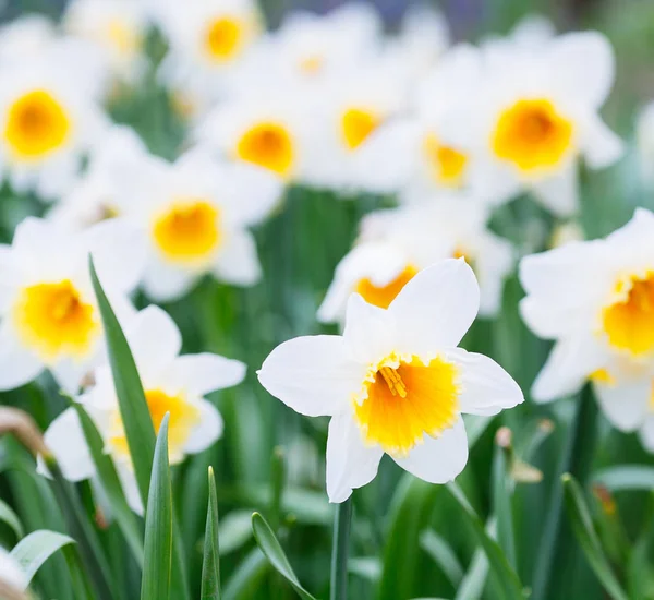 Precioso campo con narcisos de color amarillo brillante y blanco (Narciso ) — Foto de Stock