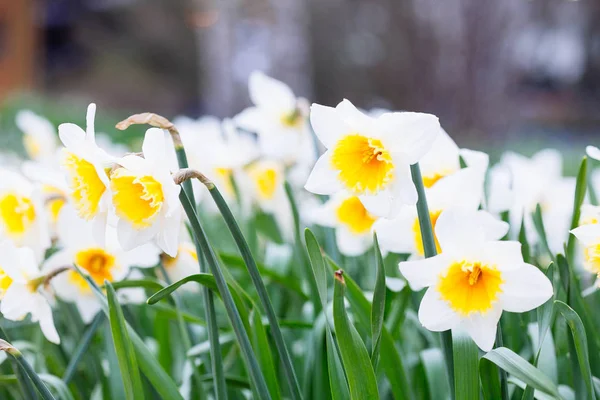 Precioso campo con narcisos de color amarillo brillante y blanco (Narciso ) —  Fotos de Stock