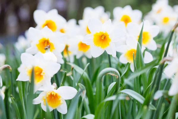 Härlig fält med ljusa gula och vita påskliljor (Narcissus) — Stockfoto