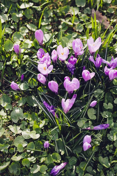 Grupo de crocus roxo (crocus sativus) com foco seletivo / suave — Fotografia de Stock