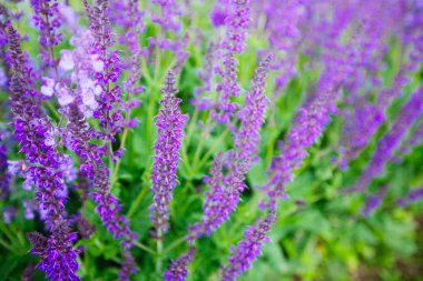 Ada çayı (salvia farinacea) çiçek çiçek açan mavi