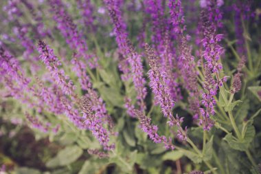 Ada çayı (salvia farinacea) çiçek çiçek açan mavi