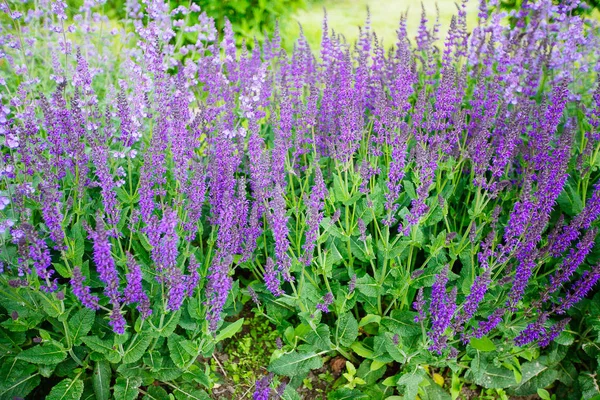 Szałwia (salvia farinacea) kwiaty kwitnące niebieski — Zdjęcie stockowe