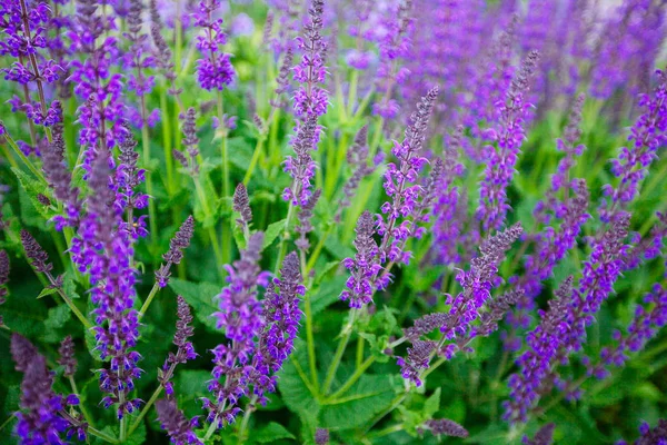 Blue Salvia (salvia farinacea) flowers blooming — Stock Photo, Image