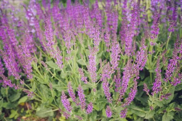 Szałwia (salvia farinacea) kwiaty kwitnące niebieski — Zdjęcie stockowe