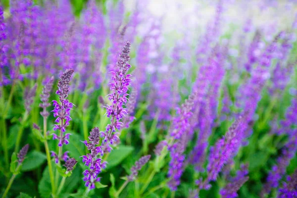 Szałwia (salvia farinacea) kwiaty kwitnące niebieski — Zdjęcie stockowe