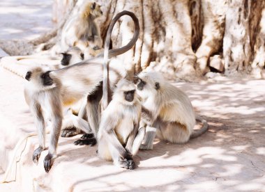 Gri langurlar maymun. Hindistan