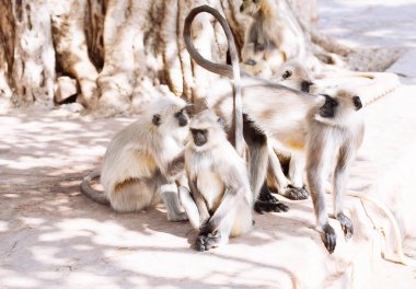 Gri langurlar maymun. Hindistan