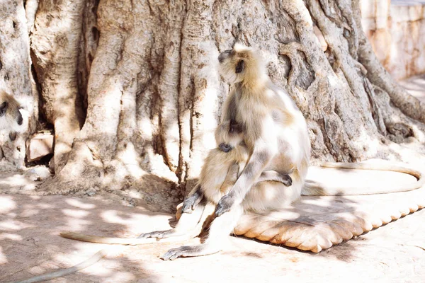 Gri langurlar maymun. Hindistan — Stok fotoğraf