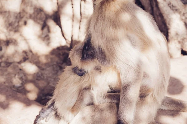 Macaco-languru-cinzento. Índia — Fotografia de Stock