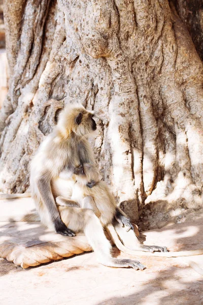 Серые лангуры обезьяны. Индия — стоковое фото