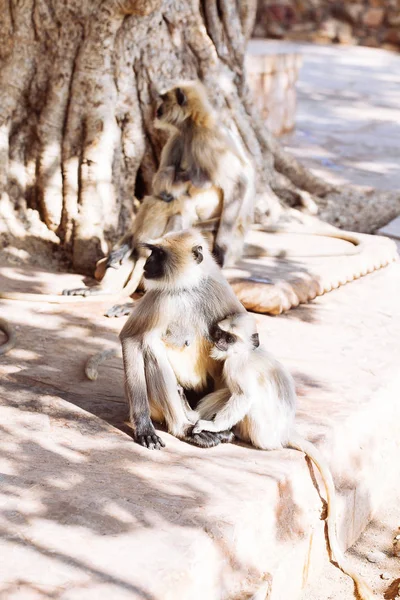 Macaco-languru-cinzento. Índia — Fotografia de Stock