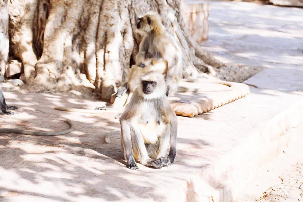 Grijze langoeren aap. India — Stockfoto