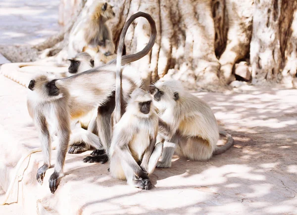 Gri langurlar maymun. Hindistan