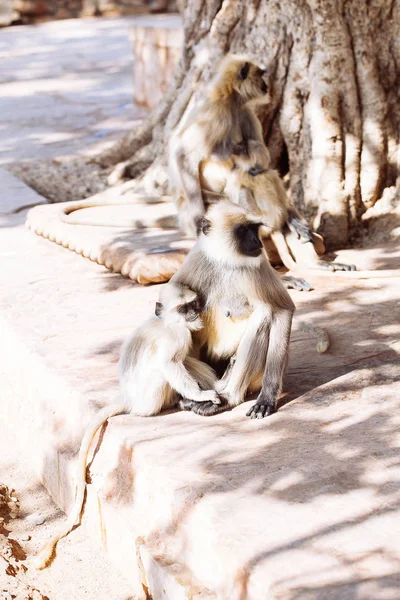 Šedá langurs opice. Indie — Stock fotografie