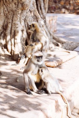 Gri langurlar maymun. Hindistan