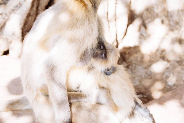 Macaco-languru-cinzento. Índia — Fotografia de Stock