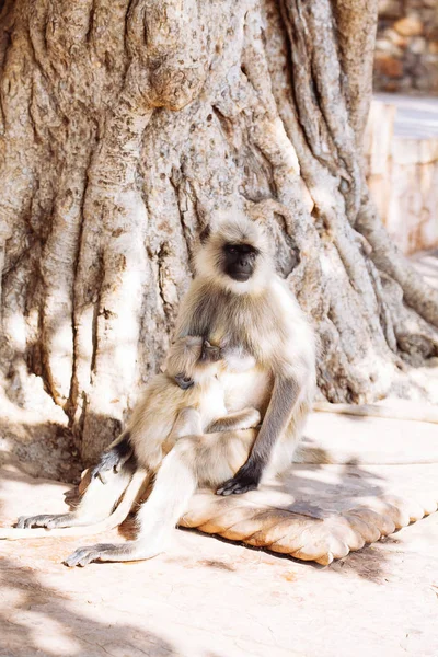 Gri langurlar maymun. Hindistan — Stok fotoğraf