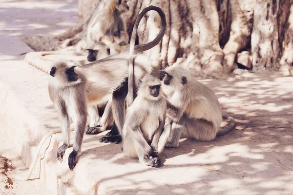 Grijze langoeren aap. India — Stockfoto
