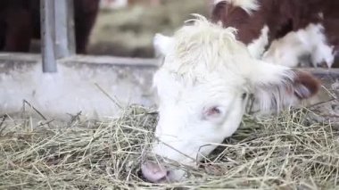Çiftlikteki inekler saman yiyor. Ahırda hayvan çiftliği var.