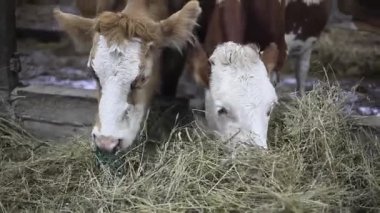 Çiftlikteki inekler saman yiyor. Ahırda hayvan çiftliği var.