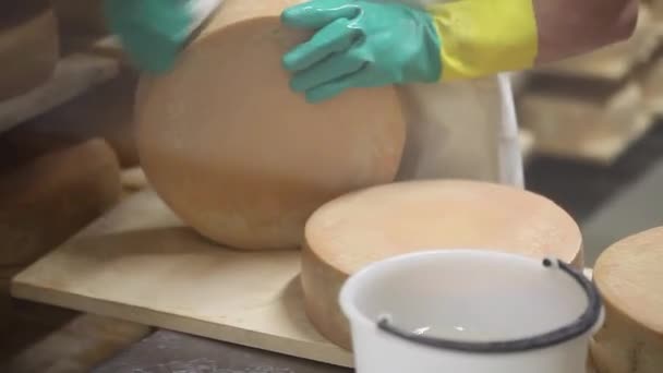 Cheesemaker es controlar el condimento del queso y limpiarlo con agua salada . — Vídeos de Stock
