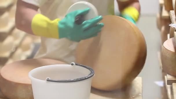 Cheesemaker is controlling the seasoning of  cheese and clean it with salt water. — Stock Video