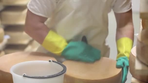 Cheesemaker kontrollerar smaksättningen av ost och rengör den med saltvatten. — Stockvideo