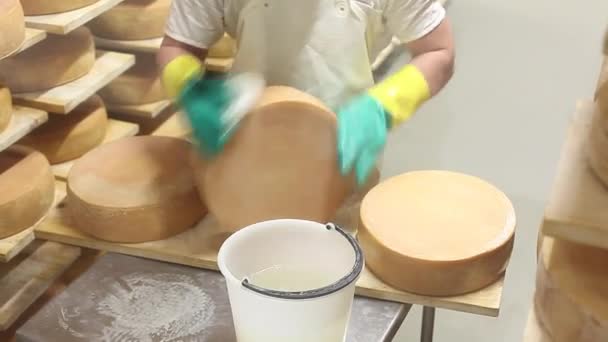 Peynir üreticisi peynirin baharatını kontrol ediyor ve tuzlu suyla temizliyor.. — Stok video
