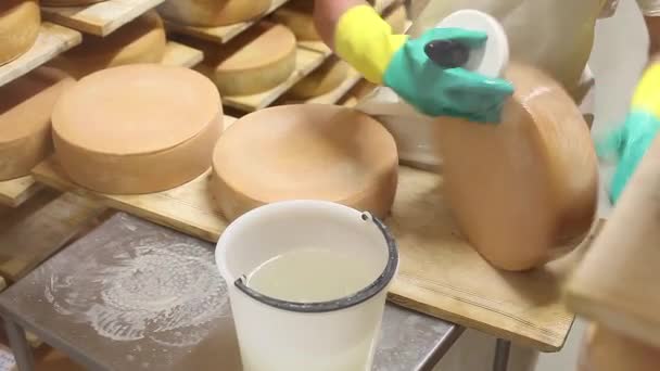 Käsemacher kontrolliert die Würze des Käses und reinigt ihn mit Salzwasser. — Stockvideo