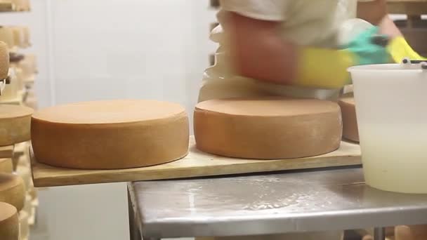 Cheesemaker kontrollerar smaksättningen av ost och rengör den med saltvatten. — Stockvideo