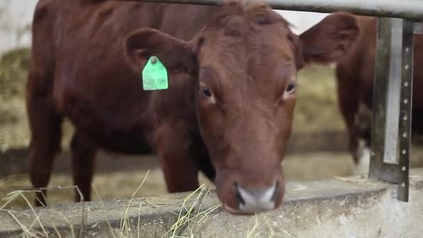 Las vacas de la granja están comiendo heno. Cowshed Animal Farming en el granero — Vídeos de Stock